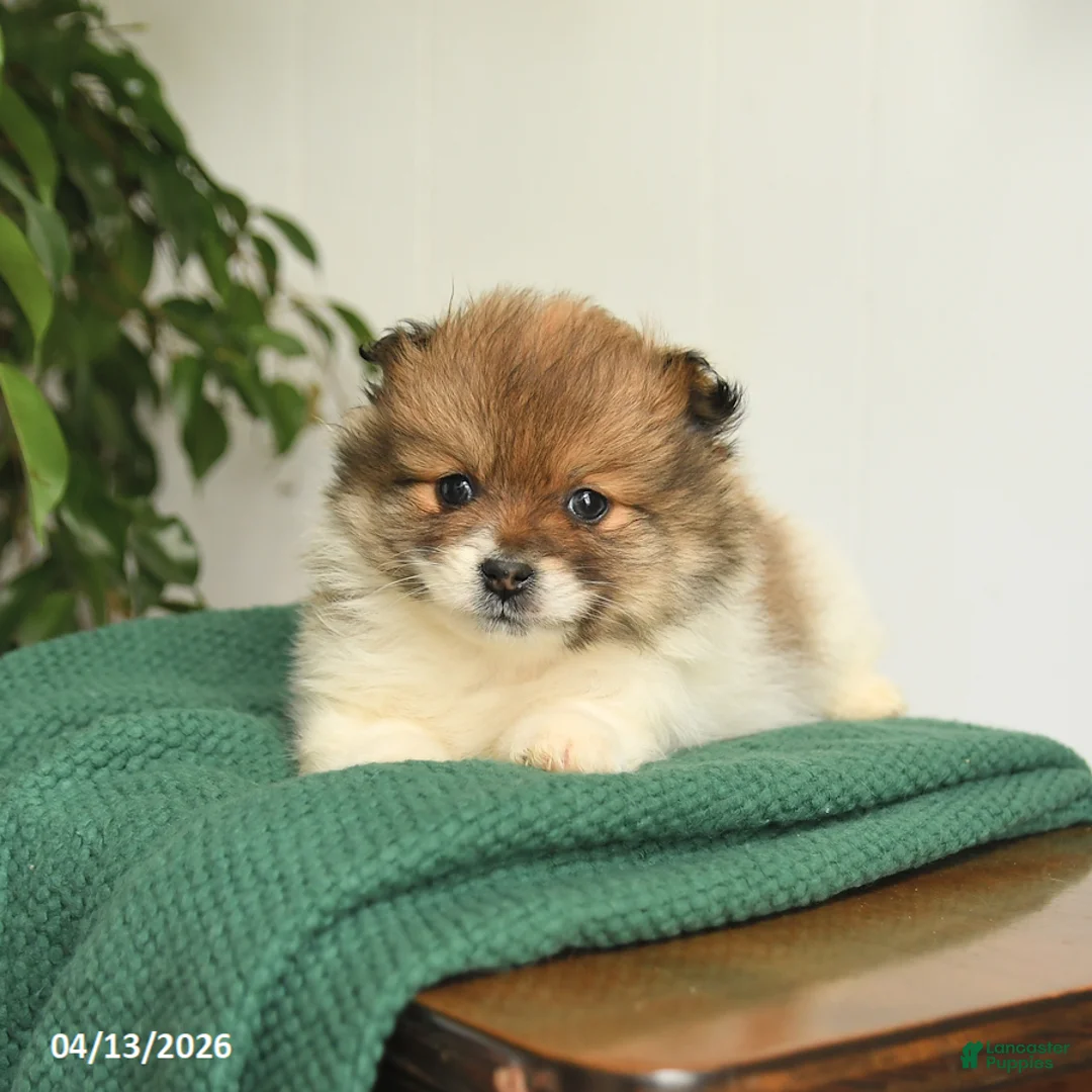 Mixed Breed dogs for sale: Buddy - Ad 3