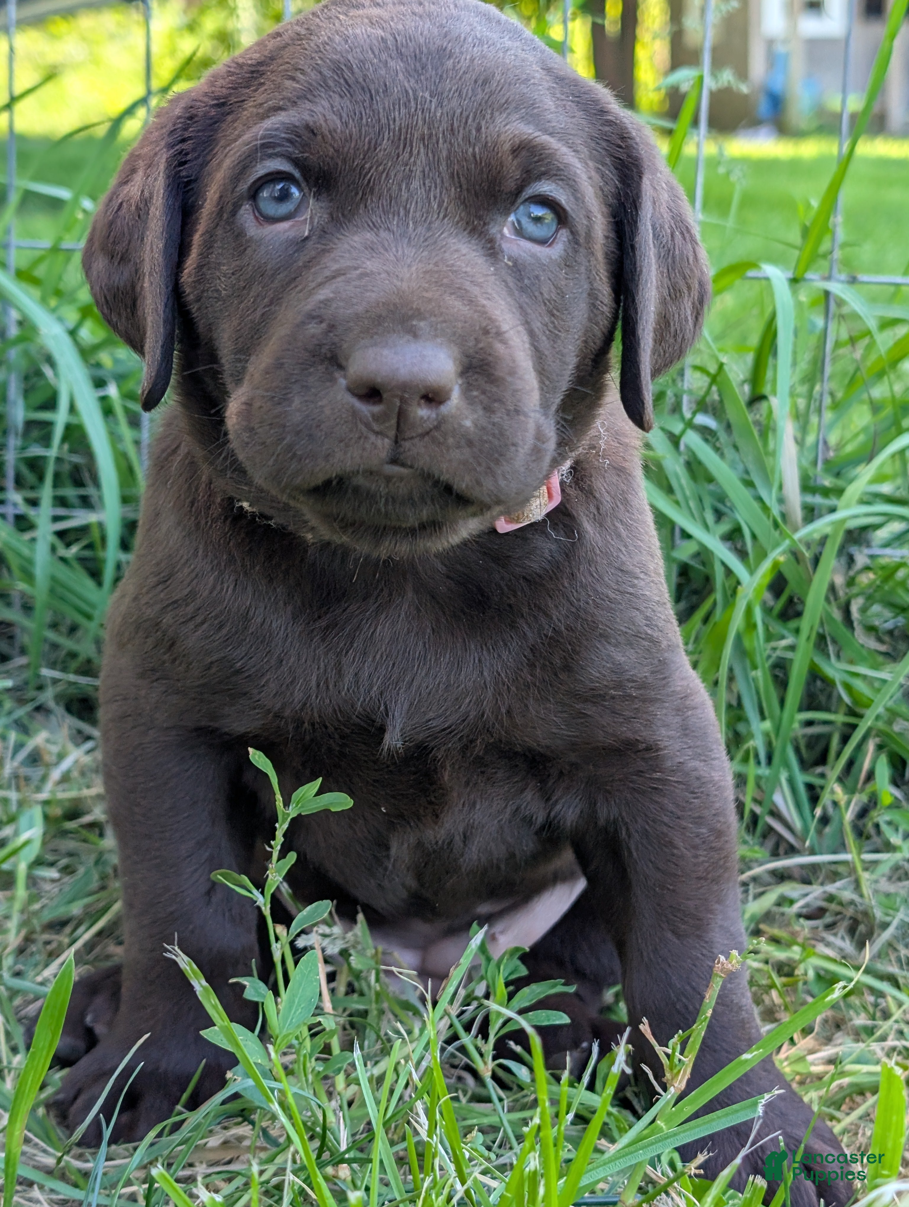 Labrador Retriever dogs Peaches - Ad 1