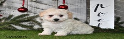 Maltipoo dogs for sale: Lilly Rose - Ad 1