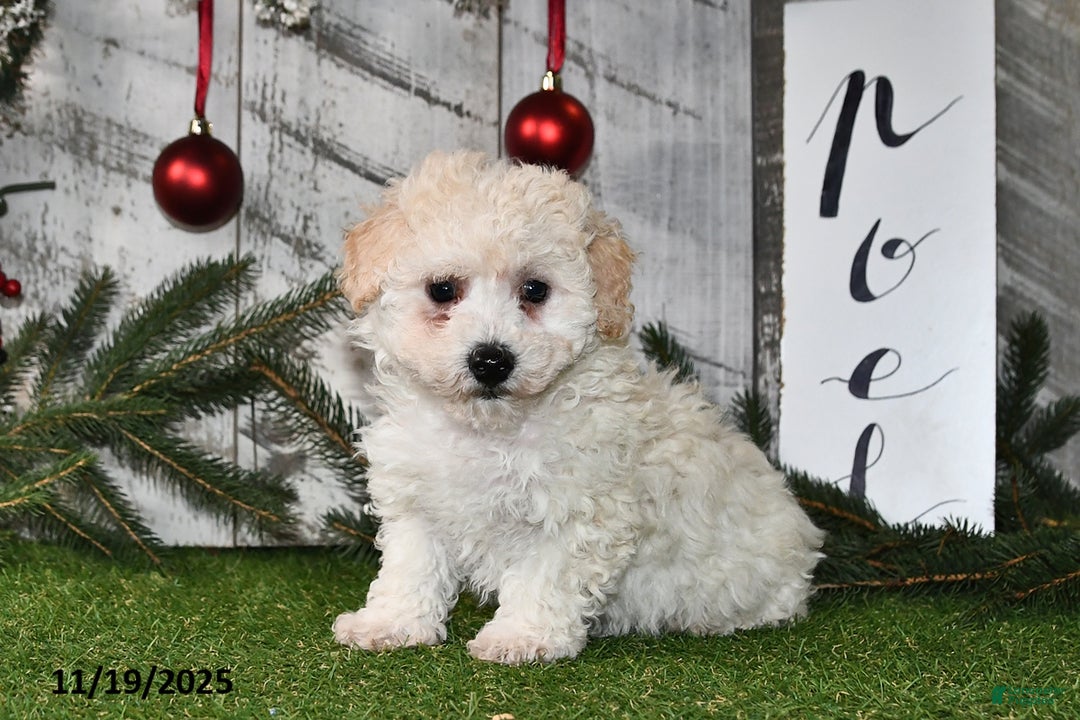 Maltipoo dogs for sale: Lilly Rose - Ad 1