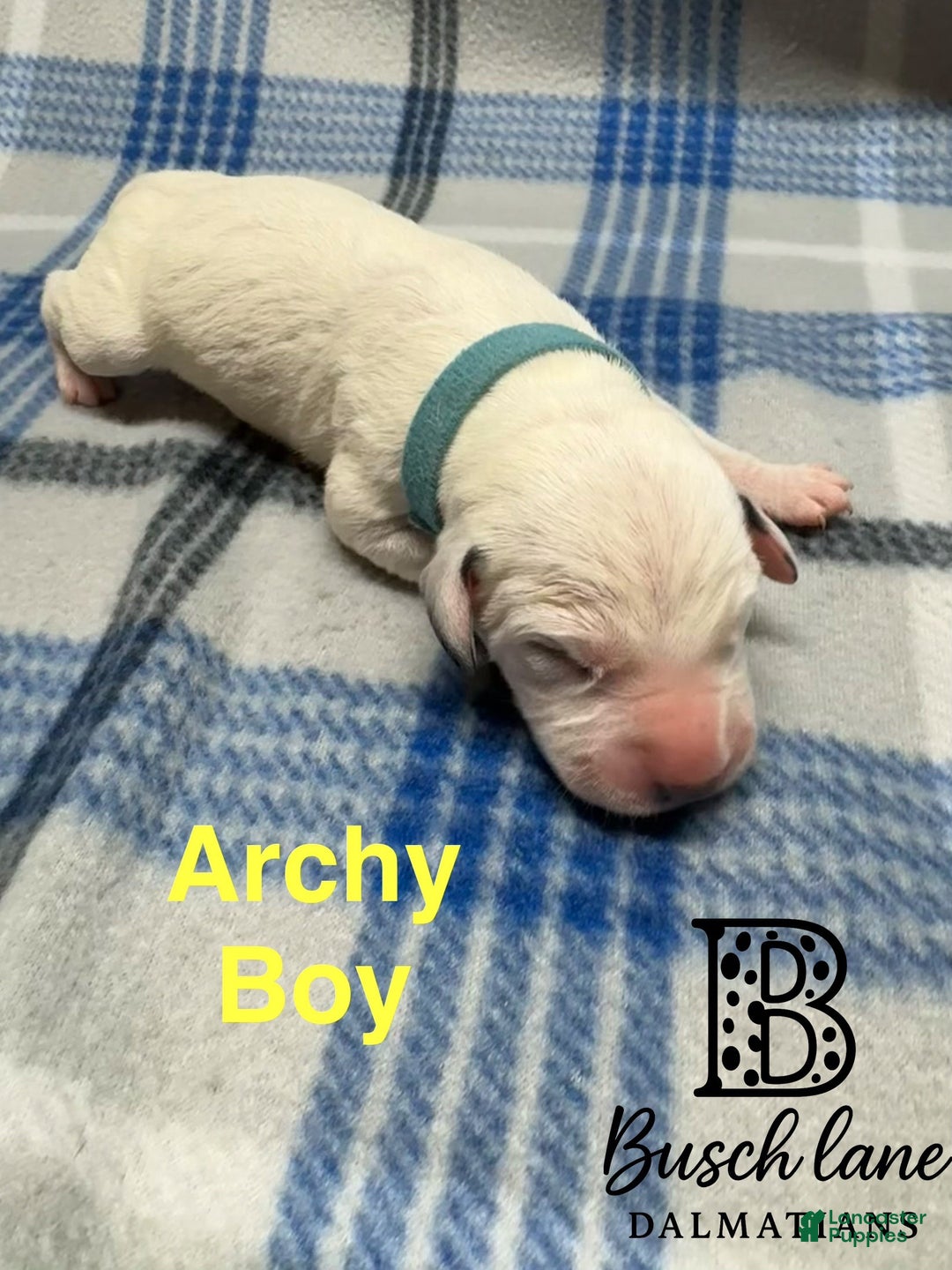 Dalmatian dogs for sale: Archy  - Ad 2