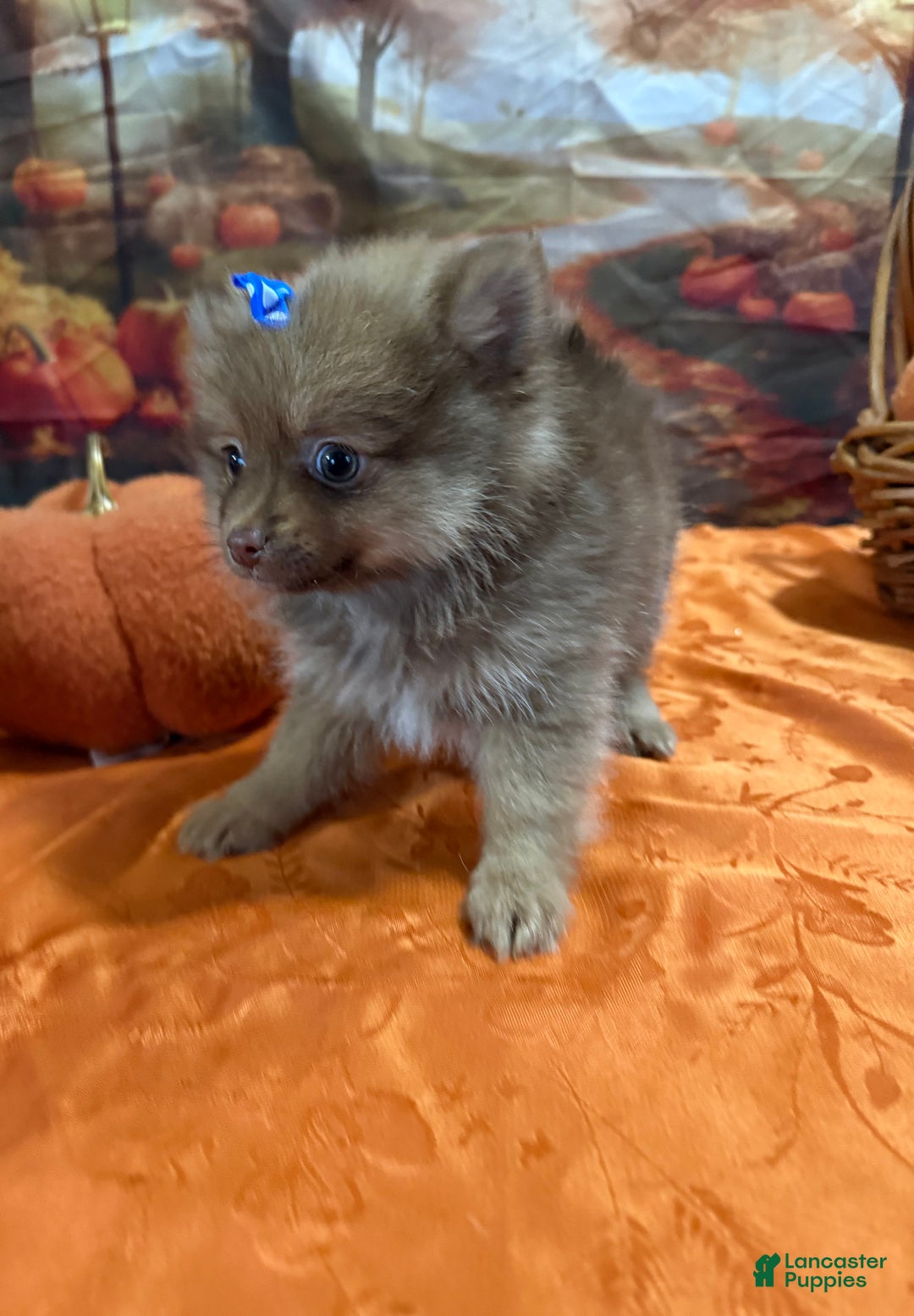 Pomeranian dogs for sale: Joy small - Ad 11