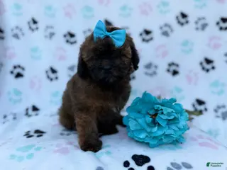 Shihpoo dogs Stormy - Ad 12