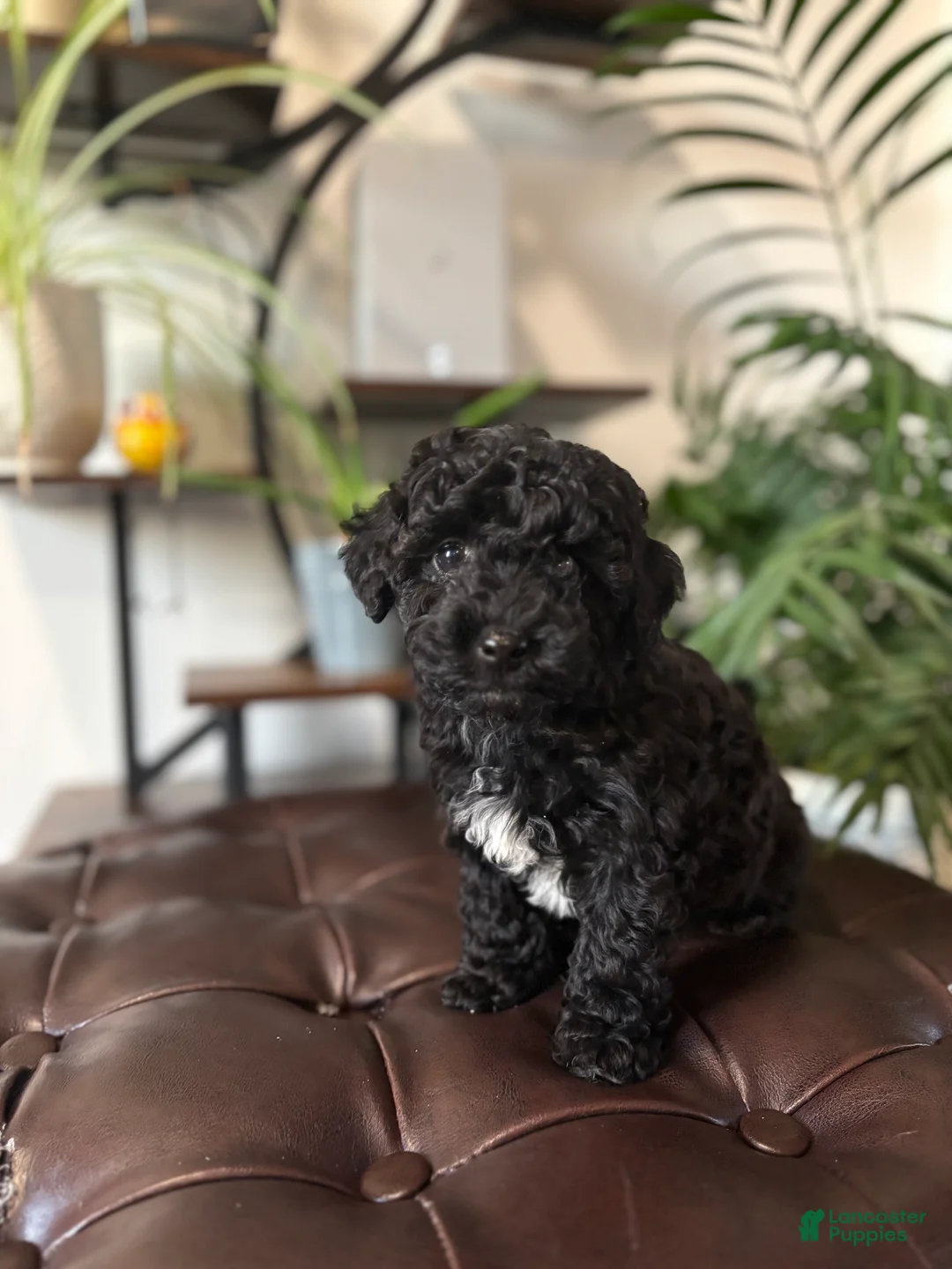 Maltipoo dogs for sale: Minnie  - Ad 1