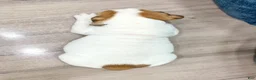 Beabull dogs for sale: Max - Ad 5