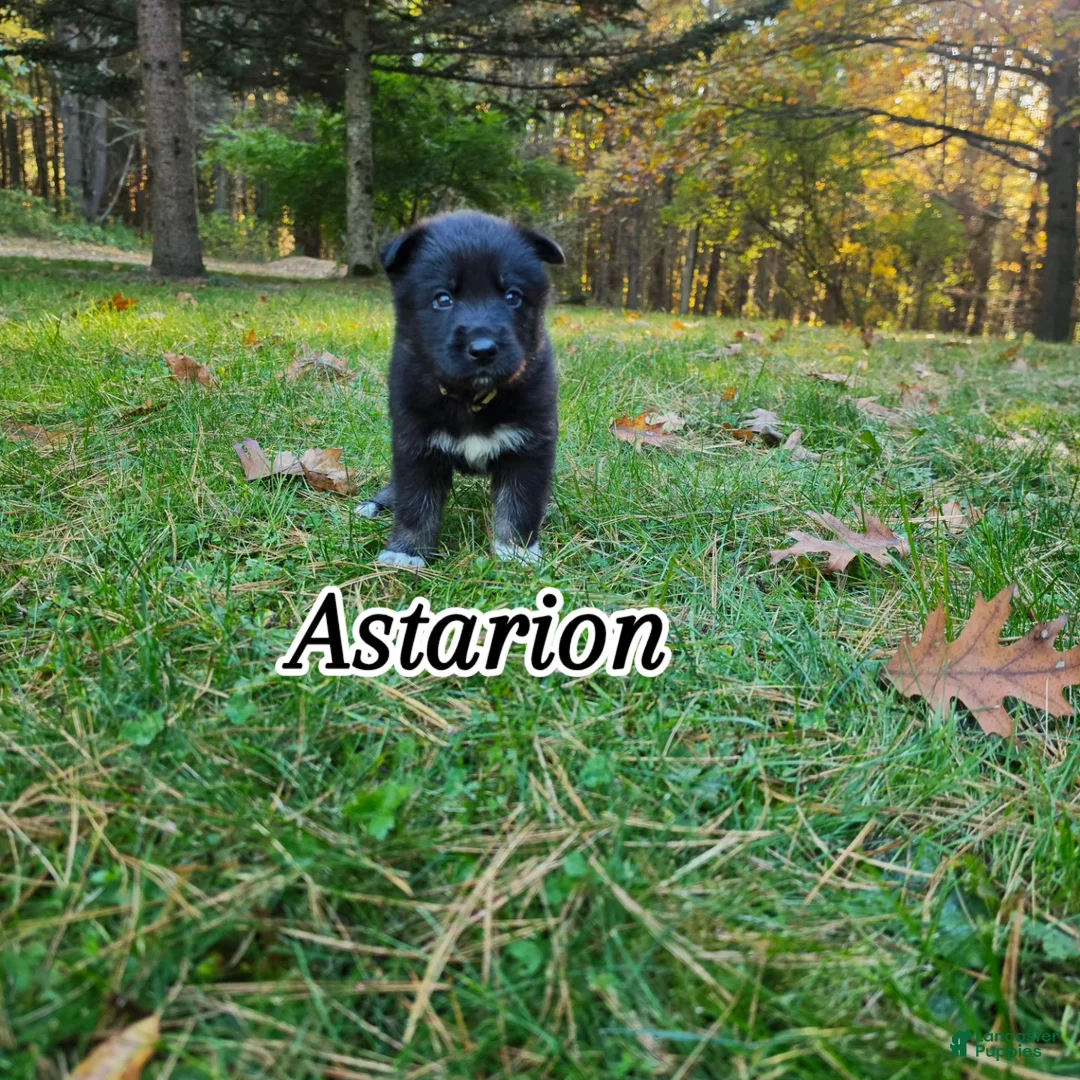 Gerberian Shepsky dogs for sale: Astarion  - Ad 1