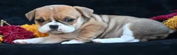 Mixed Breed dogs for sale: Macy - Ad 9