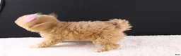 Shihpoo dogs for sale: Piper - Ad 6