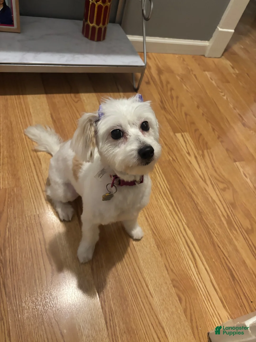 Shihpoo dogs for sale: Mia - Ad 2
