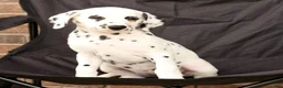 Dalmatian dogs for sale: Dora - Ad 4