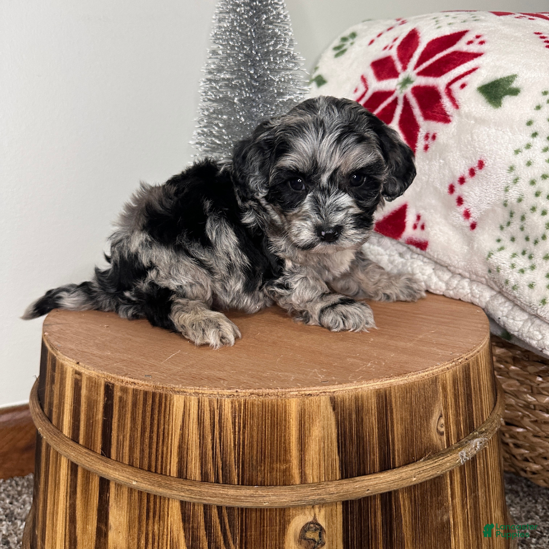 Cavapoo dogs Flurry - Ad 40