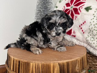 Cavapoo dogs Flurry - Ad 6