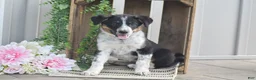 Mixed Breed dogs for sale: Bethany - Ad 3