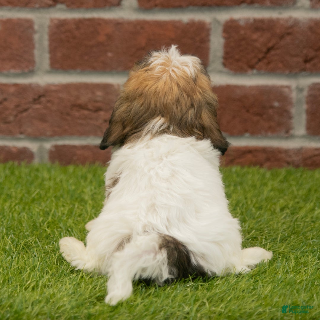 Havapoo dogs for sale: Bingo - Ad 6