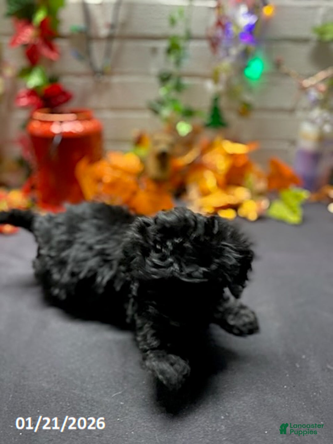 Cockapoo dogs for sale: Ace - Ad 6