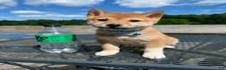 Shiba Inu dogs for sale: 💙 Bluey 💙 - Ad 1