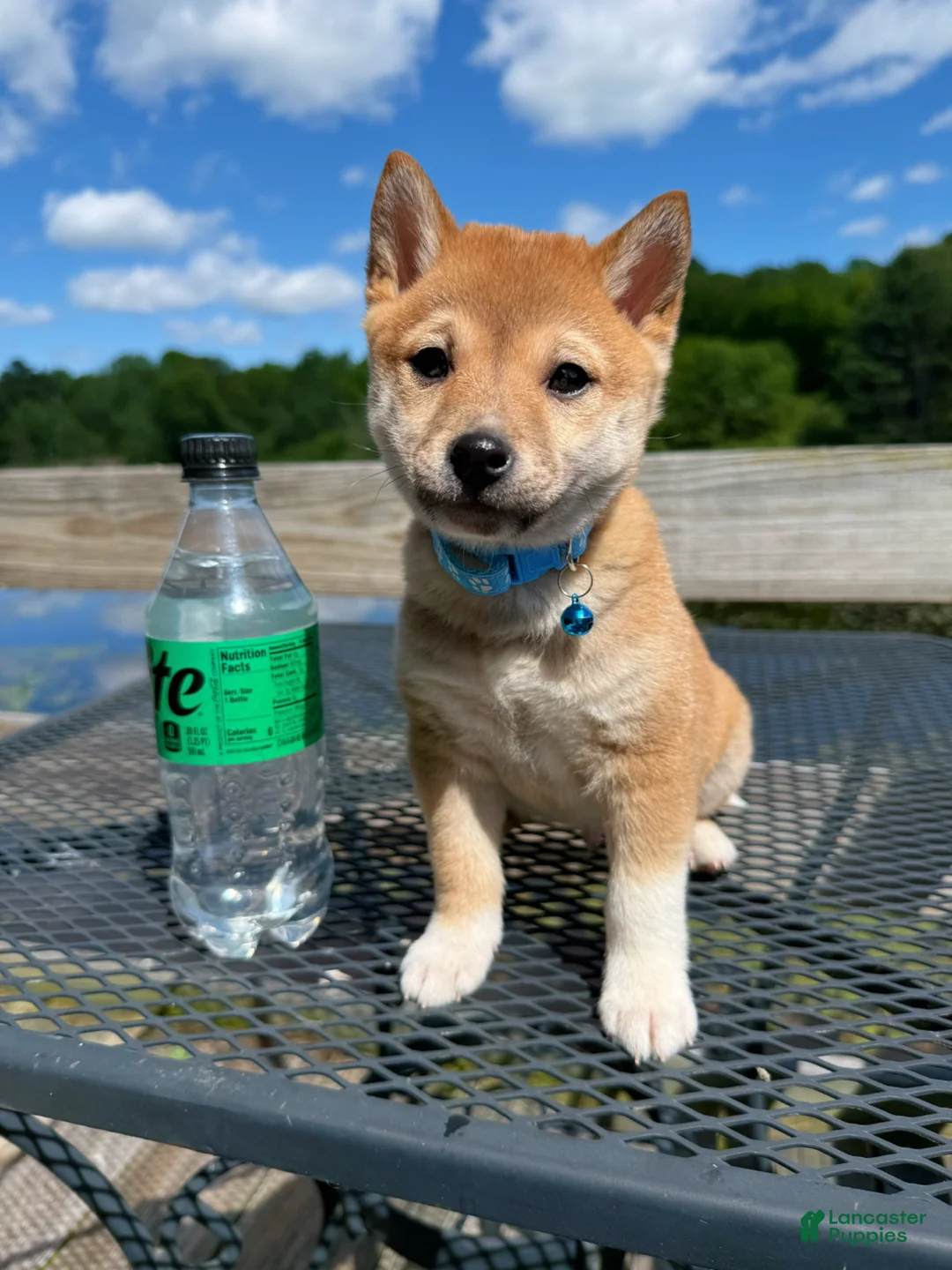 Shiba Inu dogs for sale: 💙 Bluey 💙 - Ad 1