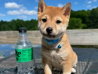 Shiba Inu dogs 💙 Bluey 💙 - Ad 40
