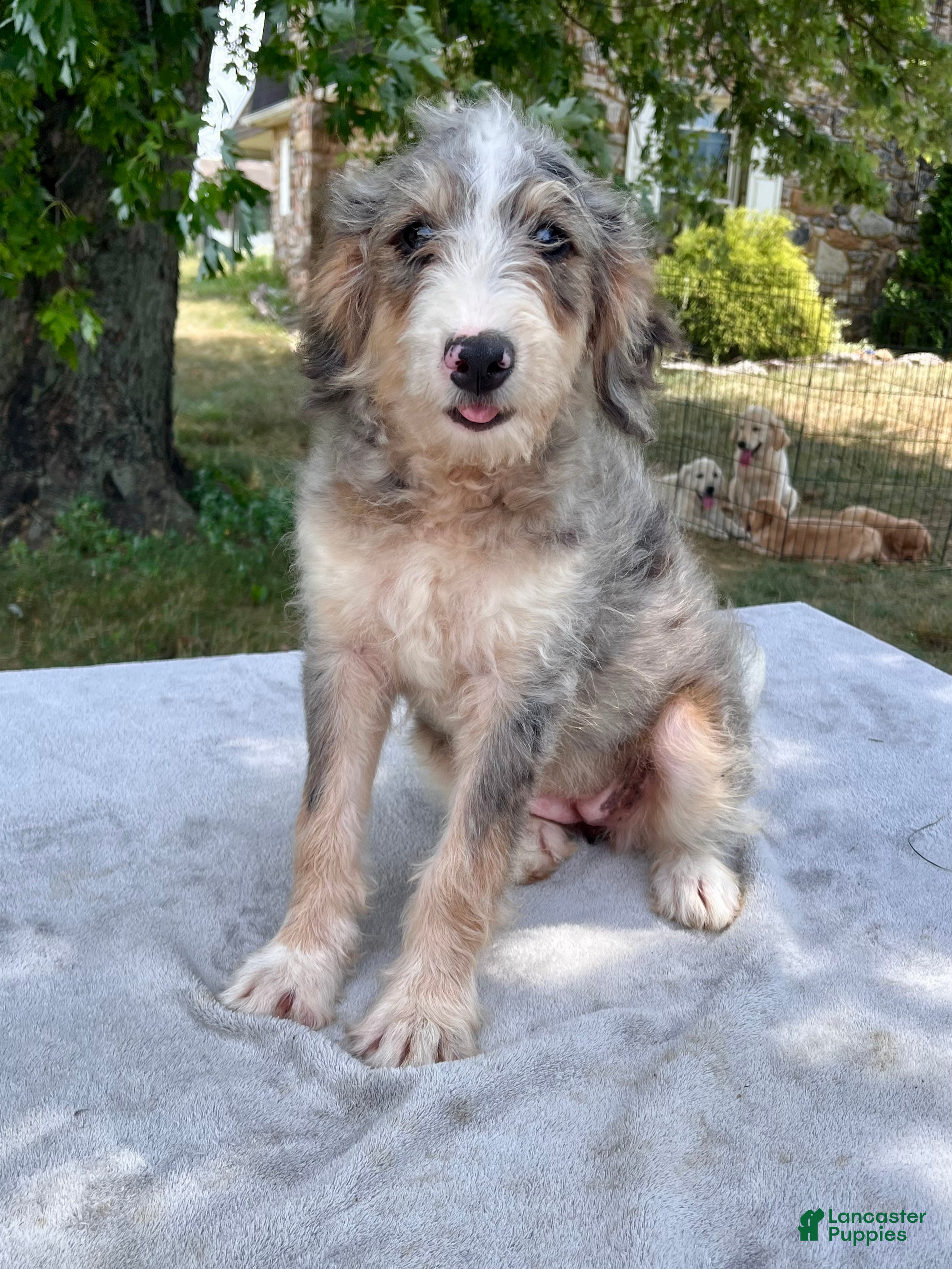 Bernedoodle dogs Vickie - Ad 2