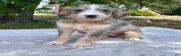 Bernedoodle dogs for sale: Vickie - Ad 2