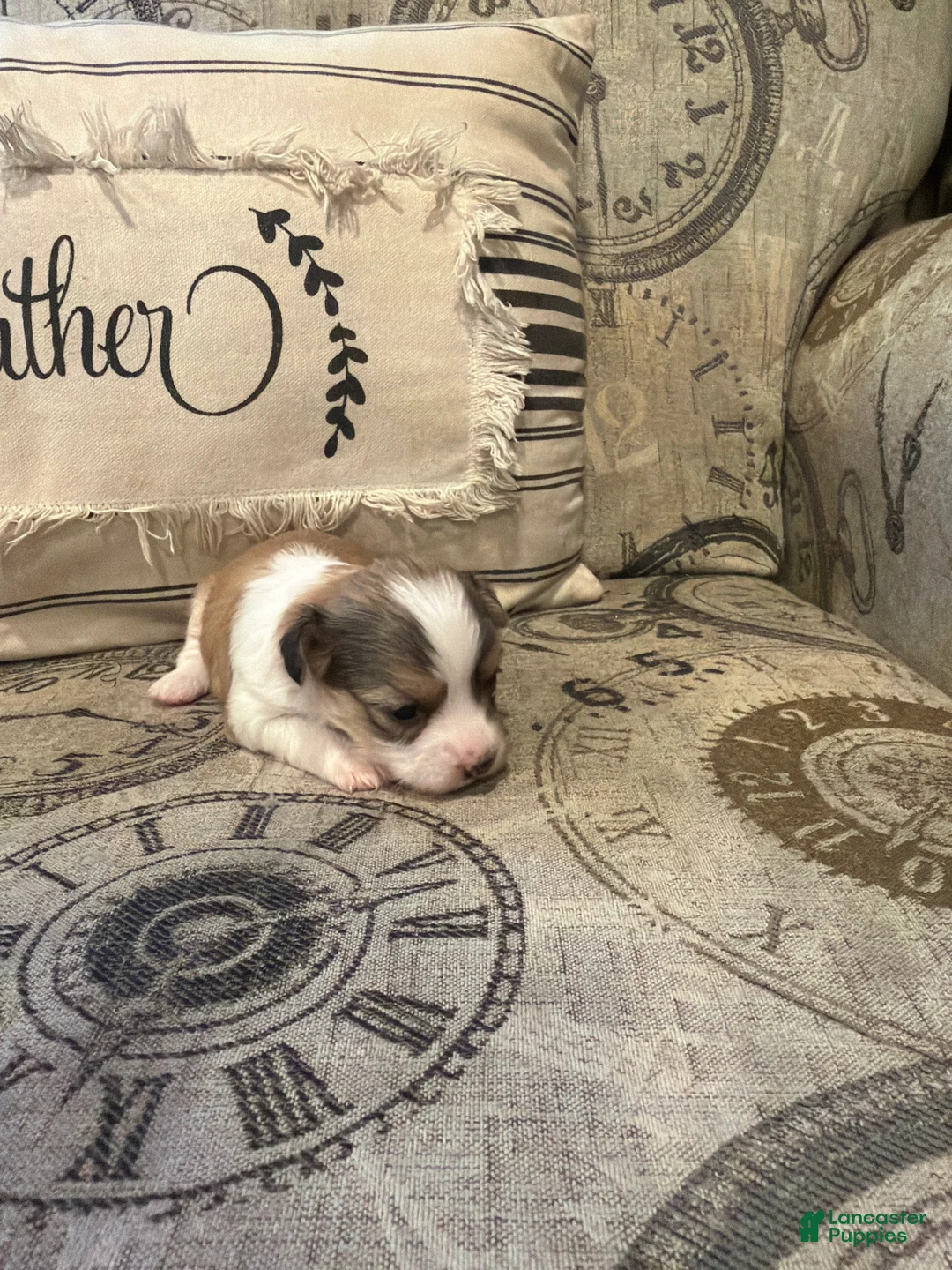 Shorkie dogs for sale: Chloe - Ad 2