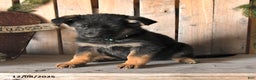 German Shepherd dogs for sale: Scarlet - Ad 4