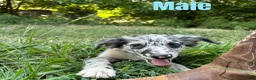 Australian Shepherd dogs for sale: Australian Shepherd 5 - Ad 3