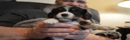 Cavalier King Charles Spaniel dogs for sale: Cavalier King Charles Spaniel Puppy 2 - Stewie - Ad 5