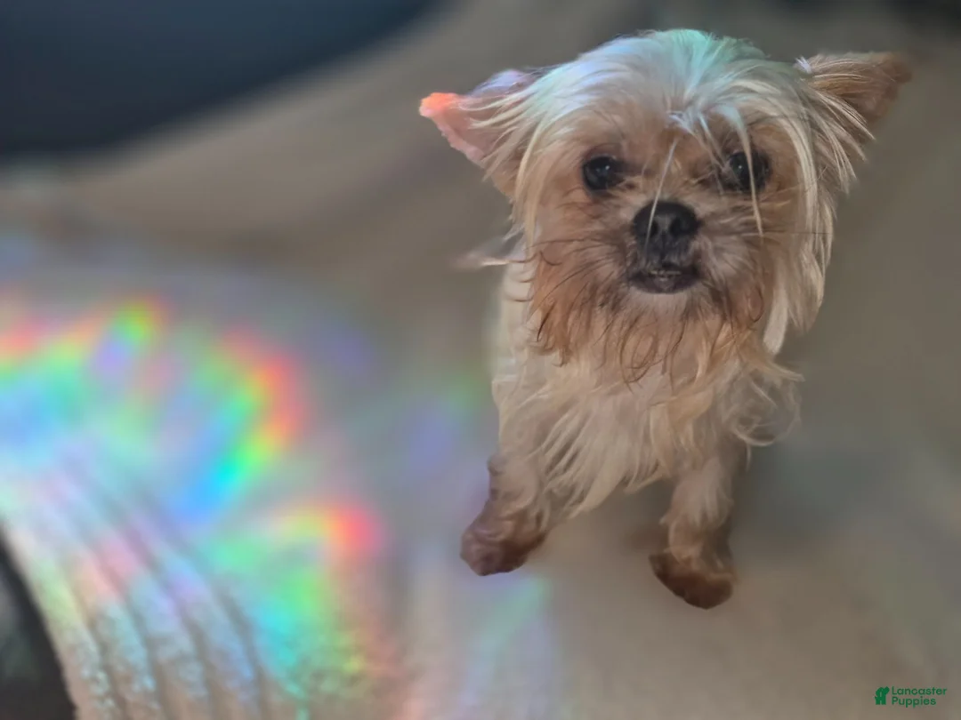 Shorkie dogs for sale: Ruby - Ad 9