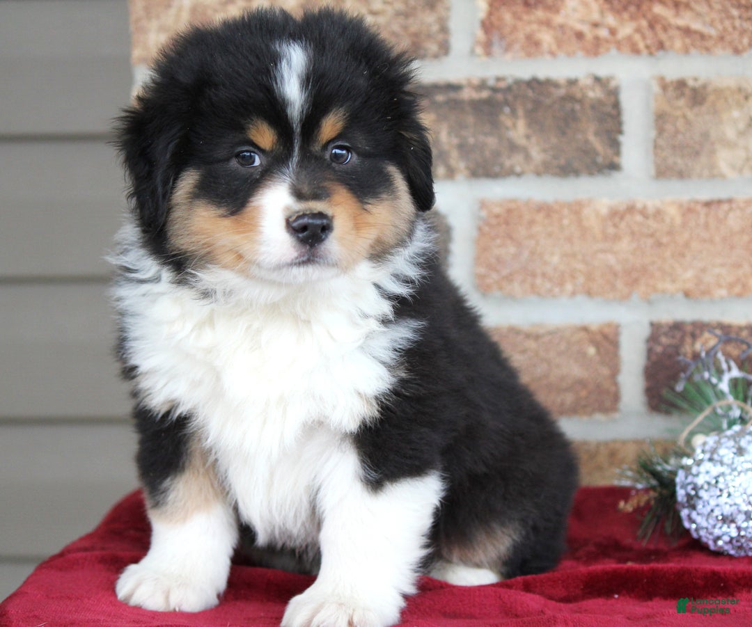 Miniature Australian Shepherd dogs for sale: Maverick - Ad 2
