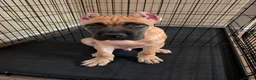 Cane Corso dogs for sale: Cane Corso 1 - Ad 1