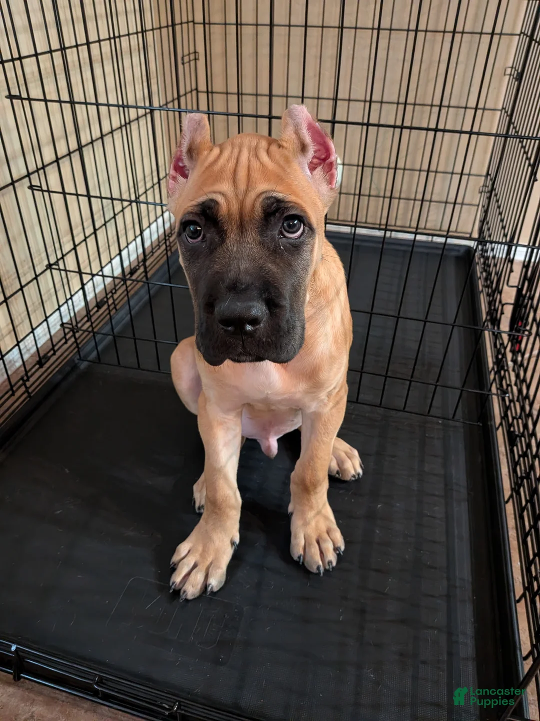 Cane Corso dogs for sale: Cane Corso 1 - Ad 1