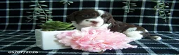 English Springer Spaniel dogs for sale: Betsy - Ad 1