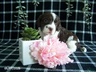English Springer Spaniel dogs Betsy - Ad 2