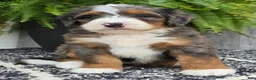 Mini Bernedoodle dogs for sale: Mini Jett - Ad 5