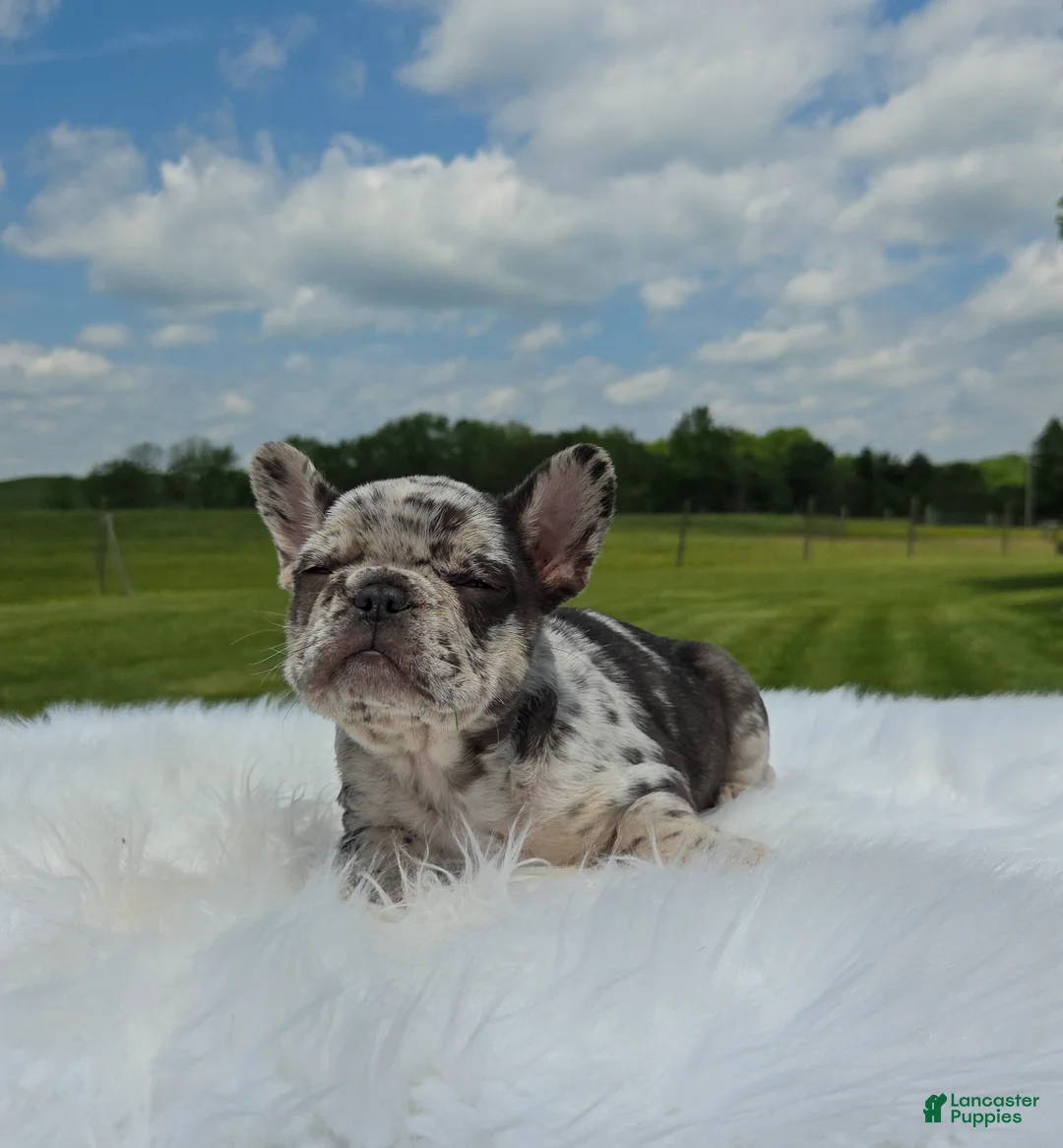 Mixed Breed dogs for sale: Letta - Ad 2
