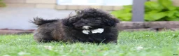 Shihpoo dogs for sale: Troy - Ad 5