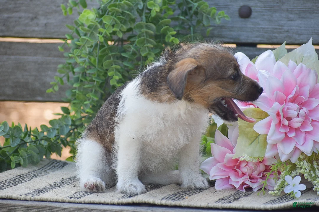 Jackapoo dogs for sale: Elora - Ad 2