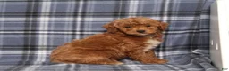 Miniature Poodle dogs for sale: Nike - Ad 4
