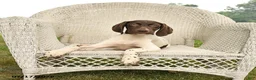 German Shorthaired Pointer dogs for sale: Garnet - Ad 2