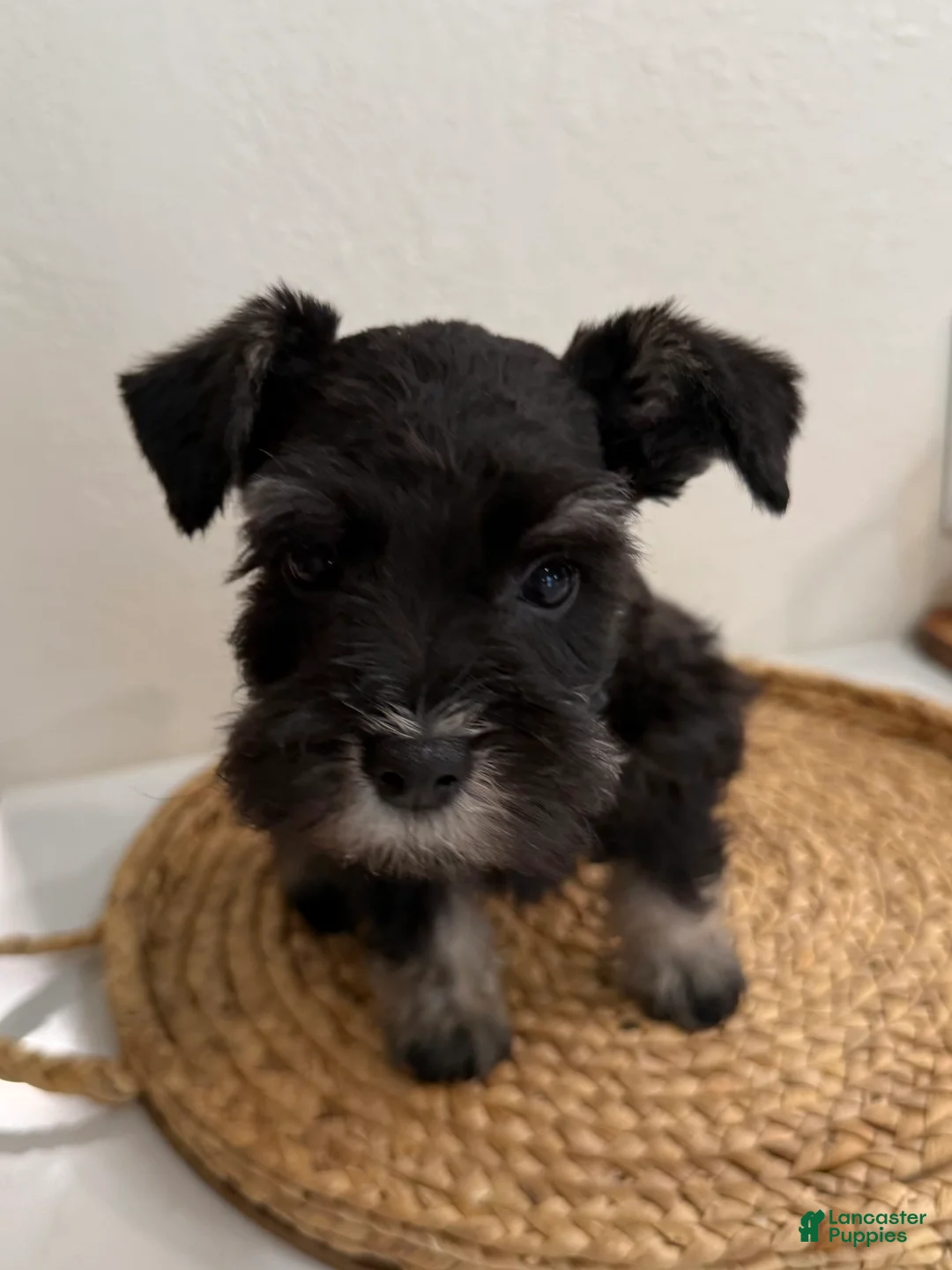 Miniature Schnauzer dogs for sale: Buck - Ad 2