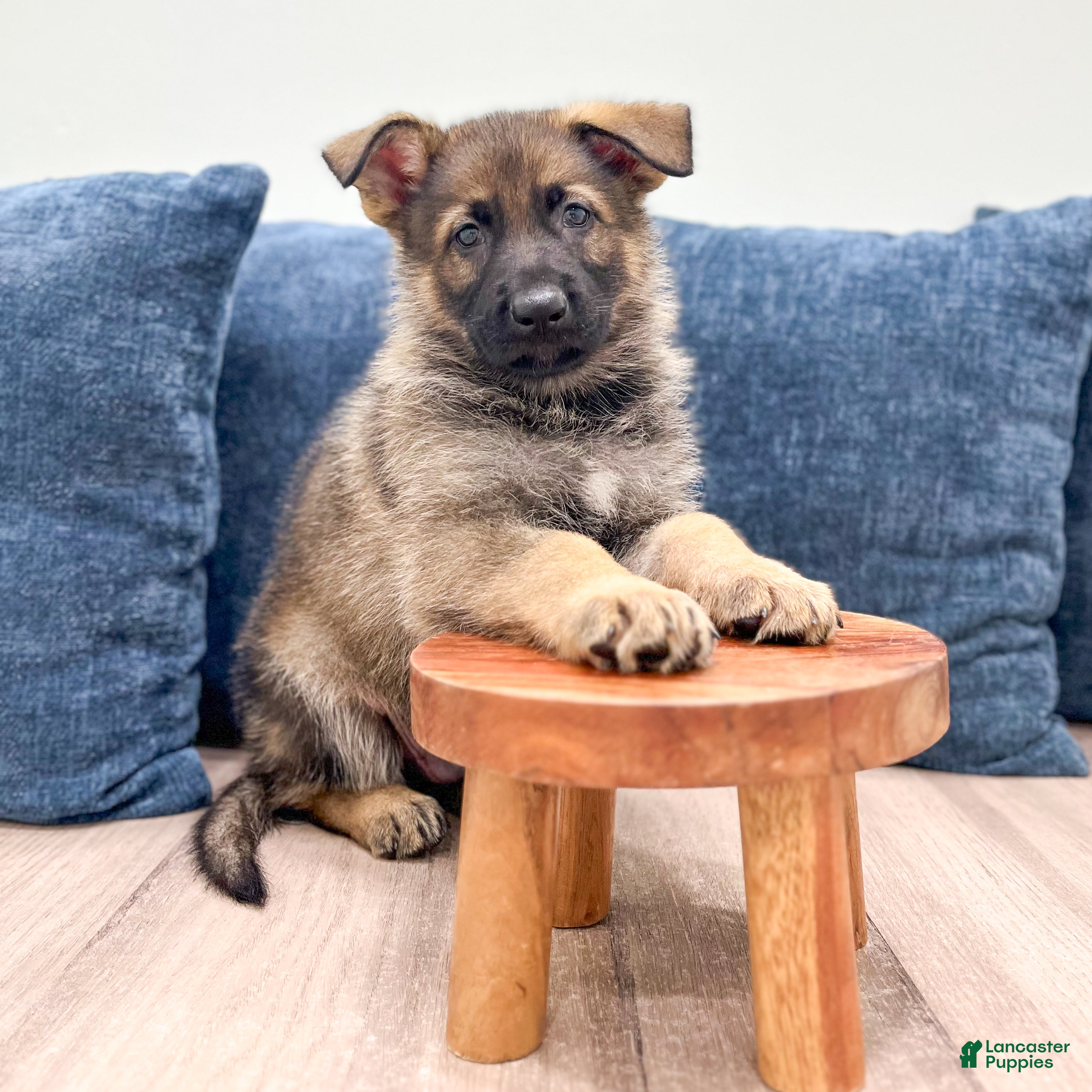 German Shepherd dogs Jasper - Ad 2