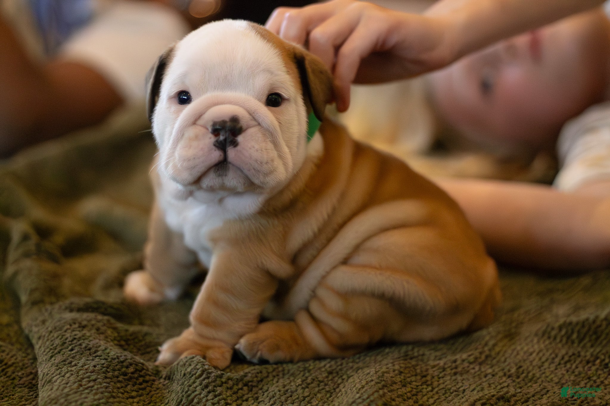 English Bulldog dogs Tony - Ad 1