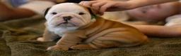 English Bulldog dogs for sale: Tony - Ad 1