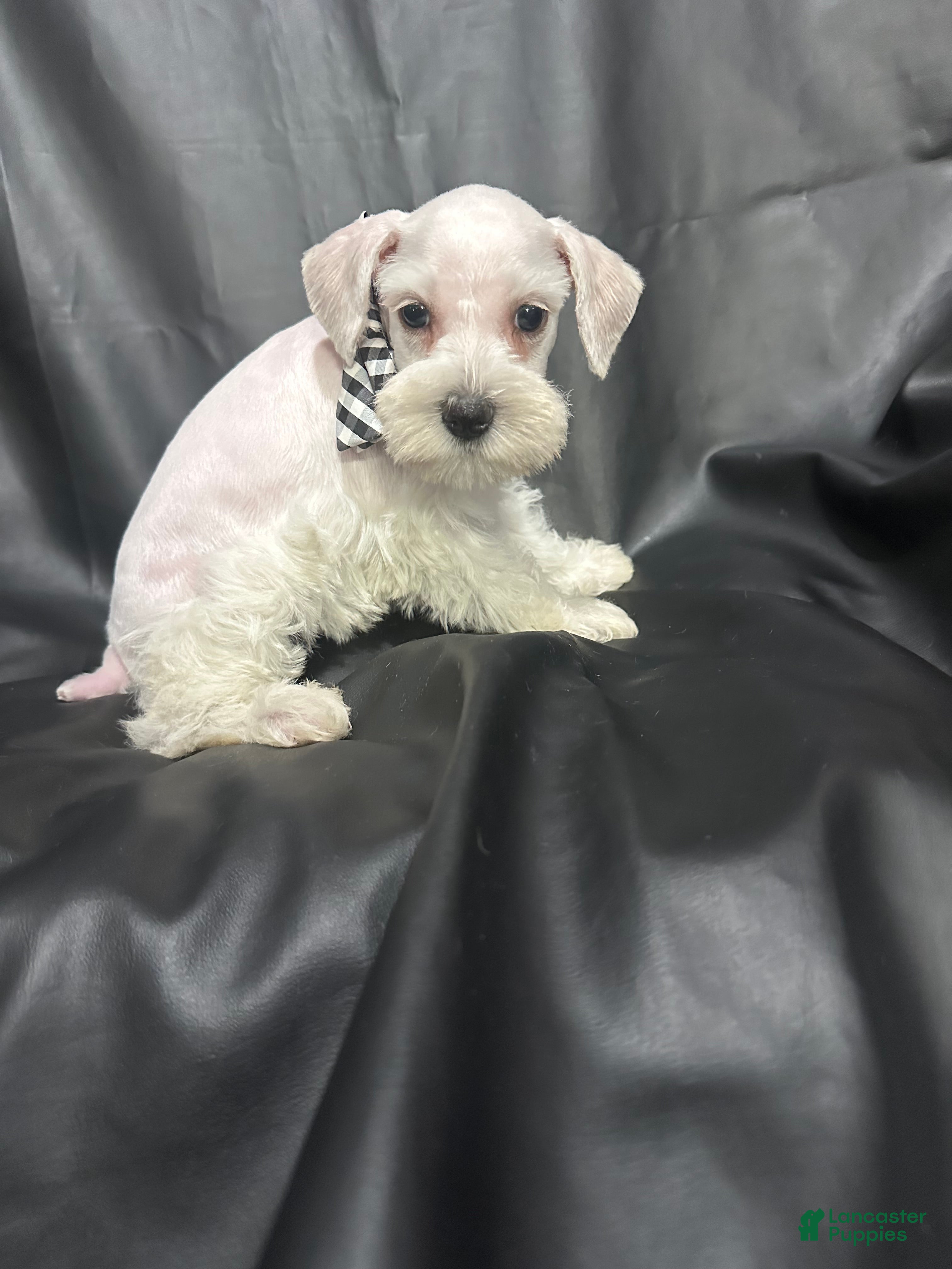 Miniature Schnauzer dogs Wynter - Ad 7