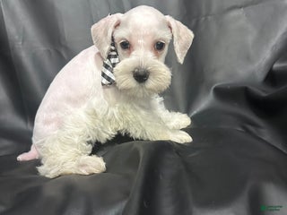 Miniature Schnauzer dogs Wynter - Ad 7