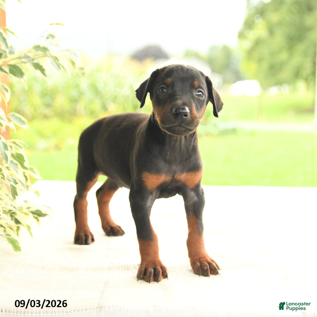 Doberman Pinscher dogs Anders - Ad 1