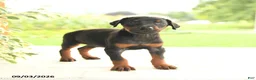 Doberman Pinscher dogs for sale: Anders - Ad 1
