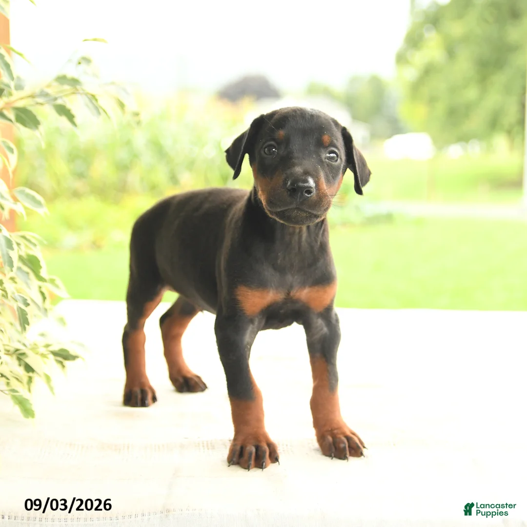 Doberman Pinscher dogs for sale: Anders - Ad 1