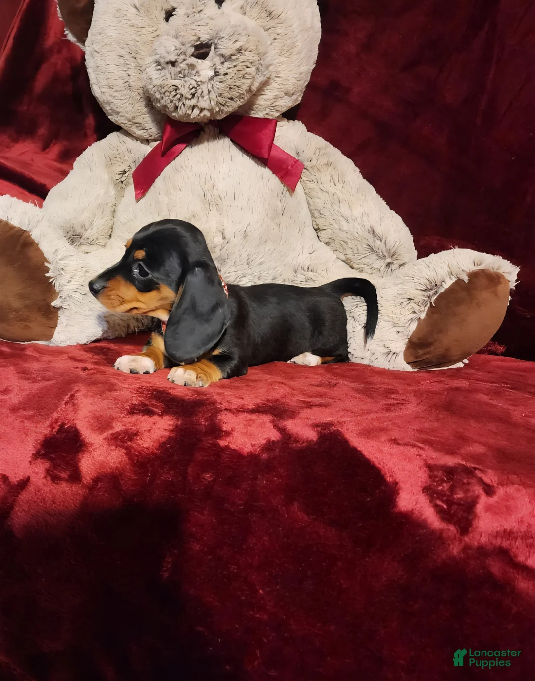 Miniature Dachshund dogs for sale: OAKLEY - Ad 10